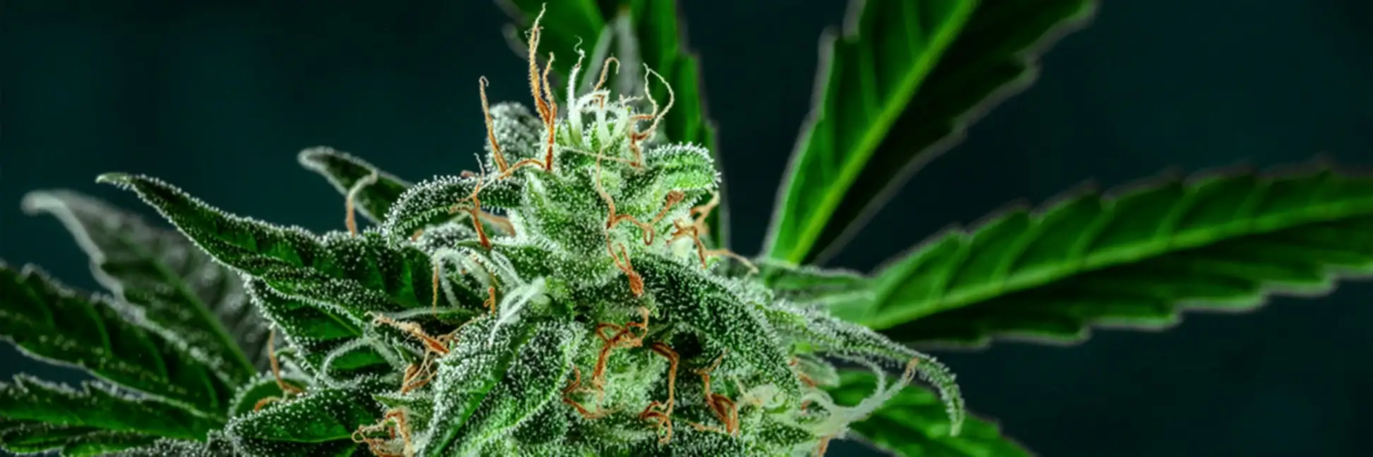 close up of cannabis strain