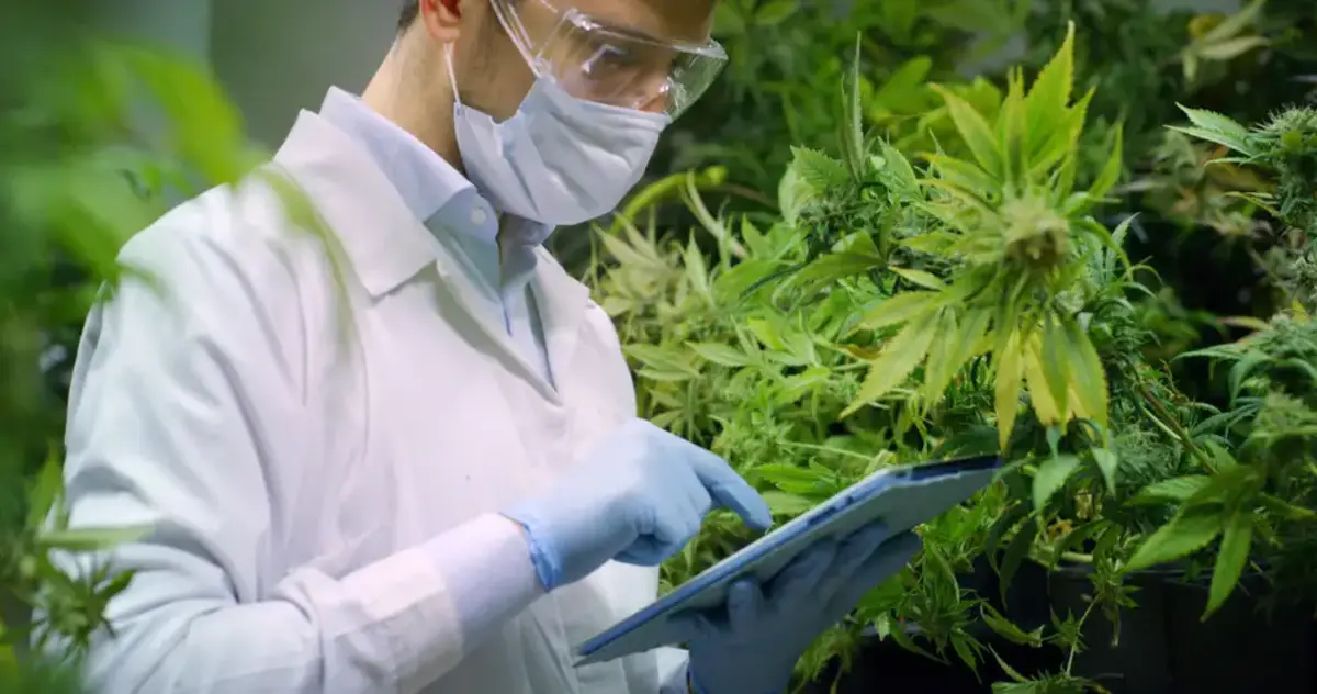 Man growing cannabis plants